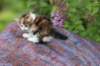 yakiragirl45weeks2644_small.jpg