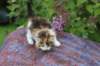 yakiragirl45weeks267_small.jpg