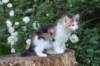 yakiragirl65weeks34_small.jpg