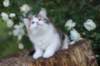 yakiragirl65weeks49_small.jpg