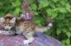 yemimagirl45weeks2656_small.jpg