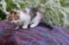 yessicagirl45weeks2611_small.jpg