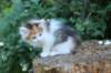 yessicagirl65weeks16642_small.jpg