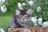 yonasboy65weeks16612_small.jpg