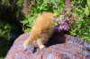 yosebagirl45weeks2646_small.jpg