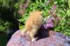 yosebagirl45weeks2647_small.jpg