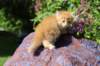 yosebagirl45weeks2649_small.jpg