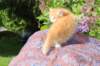 yosebagirl45weeks2651_small.jpg