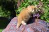 yosebagirl45weeks2652_small.jpg