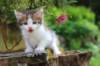 yozefboy45weeks26109_small.jpg