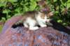 yozefboy45weeks2647_small.jpg