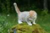 img_8728_small.jpg