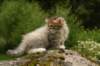 img_7826_small.jpg