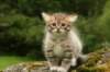 img_7852_small.jpg
