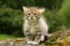 img_7853_small.jpg