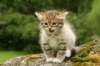 img_7856_small.jpg