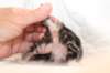 kittenboyorgirlsibn0921_small.jpg