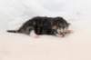 kittenboyorgirlsibn092210_small.jpg