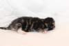 kittenboyorgirlsibn092211_small.jpg