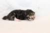 kittenboyorgirlsibn092212_small.jpg