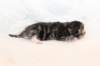 kittenboyorgirlsibn09225_small.jpg