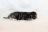 kittenboyorgirlsibn09226_small.jpg