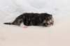 kittenboyorgirlsibn09228_small.jpg