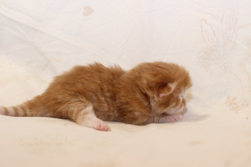 kittenboysibd236.jpg