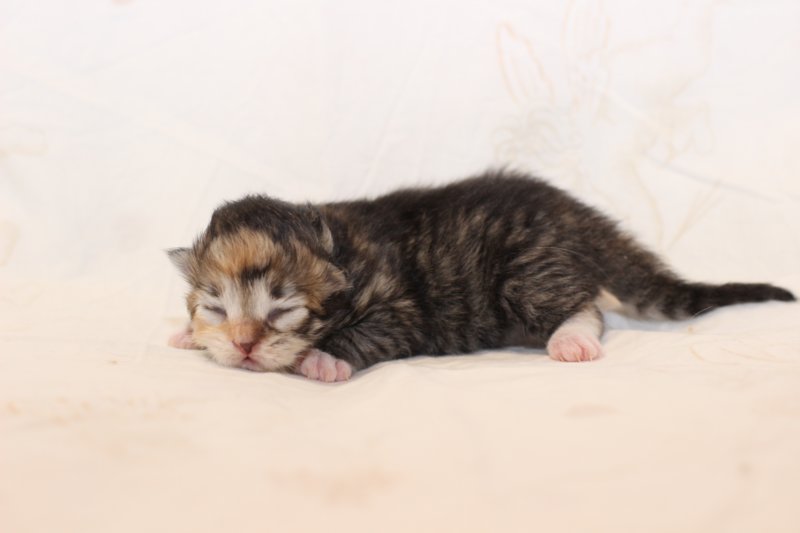 kittengirlsibf09231.jpg