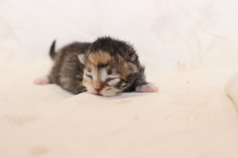 kittengirlsibf092310.jpg