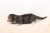 kittengirlsibf092311_small.jpg
