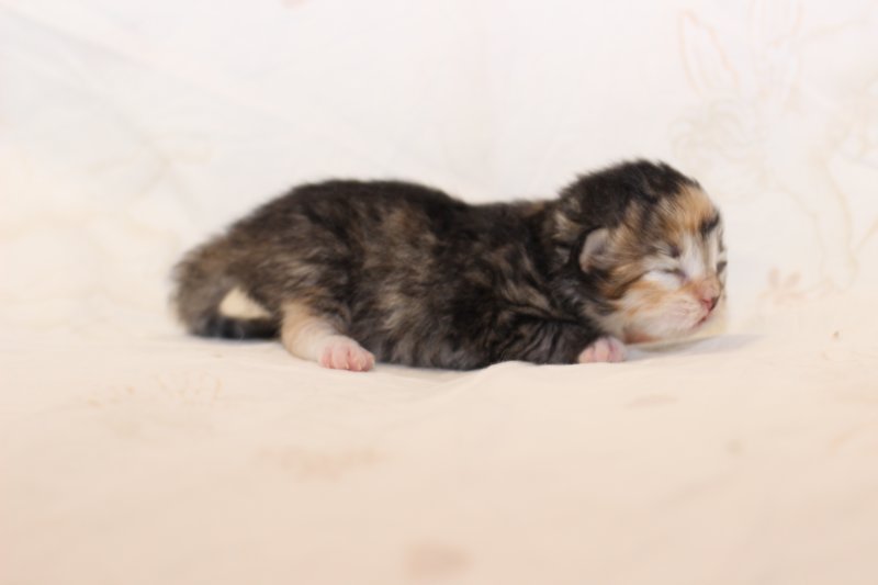 kittengirlsibf09232.jpg