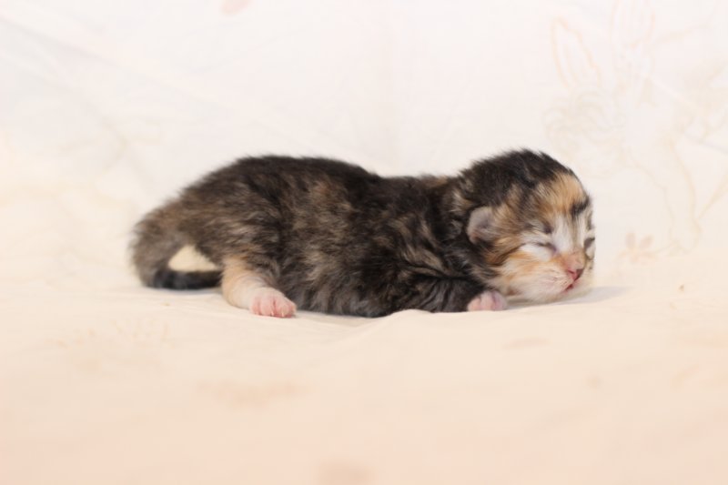 kittengirlsibf09233.jpg