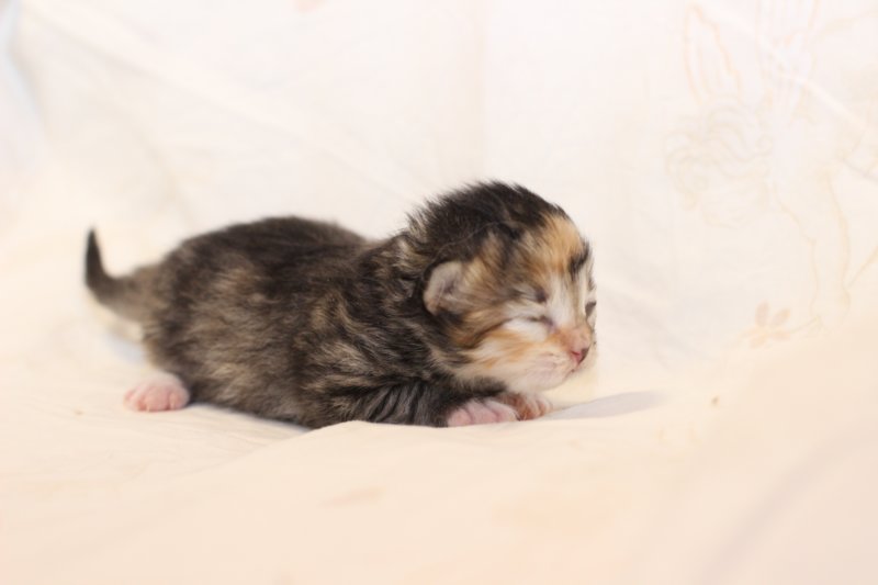 kittengirlsibf09237.jpg