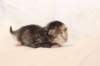 kittengirlsibf09237_small.jpg