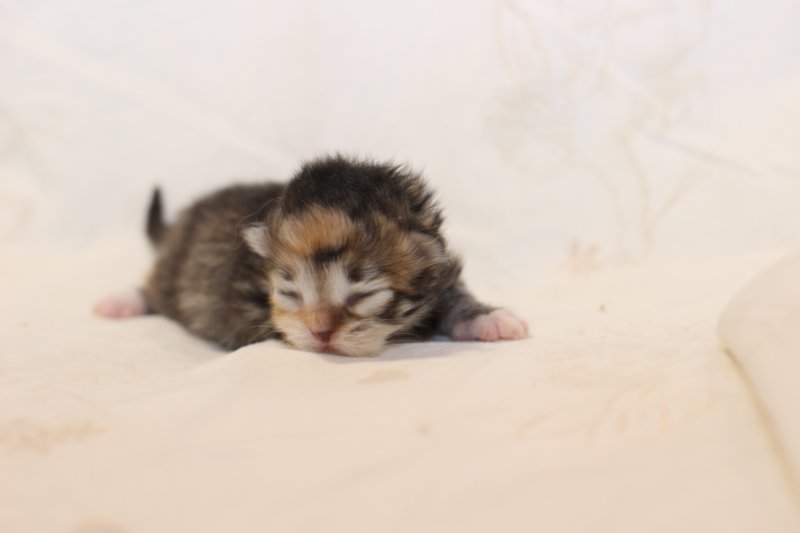 kittengirlsibf09239.jpg