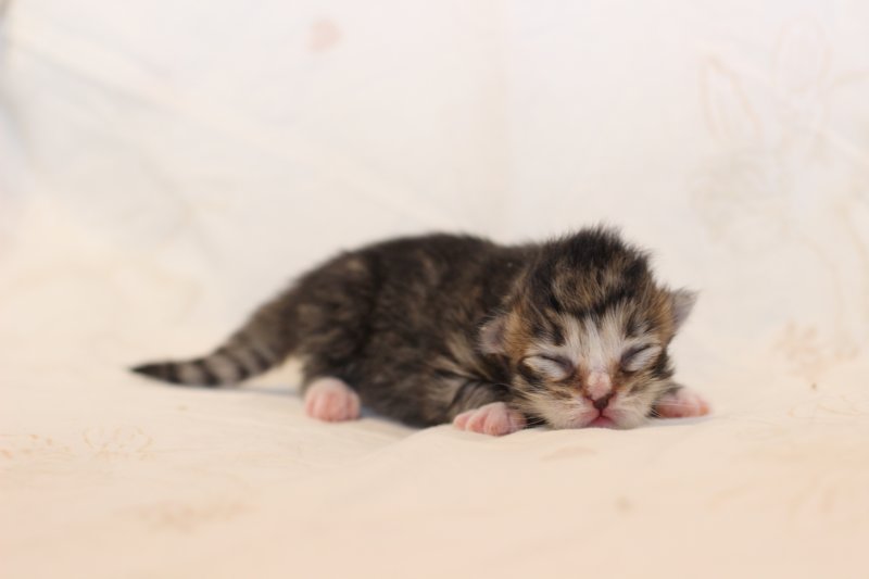 kittengirlsibn09231.jpg