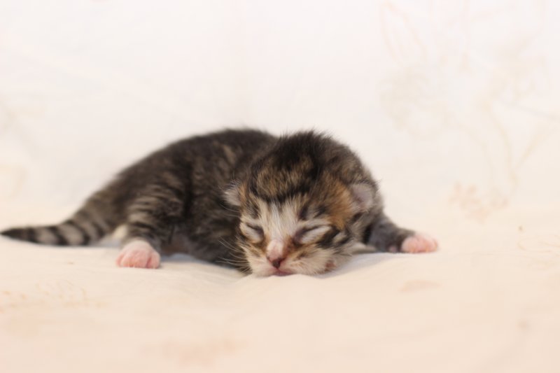 kittengirlsibn09233.jpg