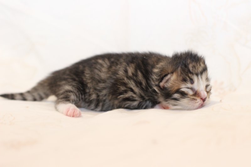 kittengirlsibn09237.jpg