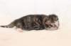 kittengirlsibn09237_small.jpg