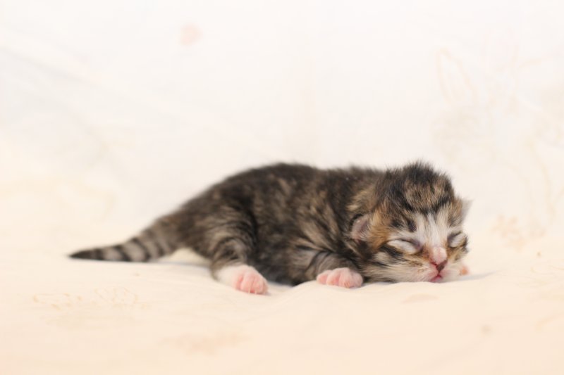 kittengirlsibn09239.jpg