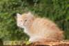 zacaras11weeks89100_small.jpg