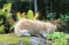 zacaras11weeks8946_small.jpg
