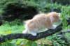 zacaras11weeks8959_small.jpg