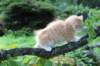 zacaras11weeks8960_small.jpg