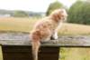 zacaras11weeks8982_small.jpg