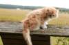 zacaras11weeks8985_small.jpg