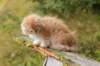 zacaras11weeks8989_small.jpg
