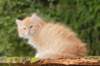 zacaras11weeks8999_small.jpg