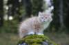 zacaras3months23931_small.jpg